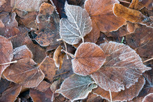 Frozen Brown Leaves