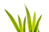 Iris Leaves Isolated on White