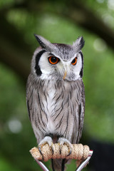 Sticker - little owl watching his prey