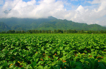 Thailand tobacco farm