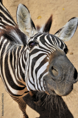 Obraz na płótnie canvas dwuczęściowy "dyptyk" Ciekawa zebra