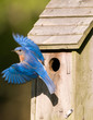Bluebird leaving the birdhouse