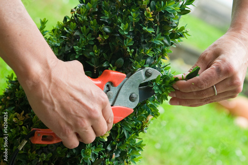 Gartenarbeit Beschneiden Hecke Schneiden Buy This Stock Photo