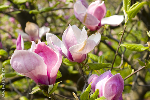 Board z aluminiowym obramowaniem Różowa magnolia