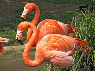 Plakat natura ptak flamingo zwierzę