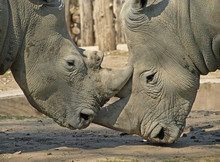 Friendly Rhinos