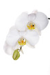 Orchideen Blüten