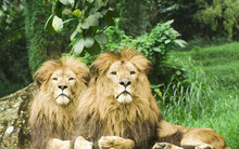 Two Lions Resting