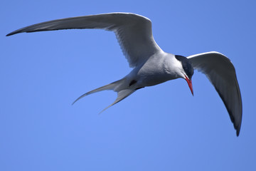 Wall Mural - common tern portrait