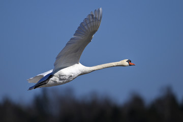 Wall Mural - mute swan portrait