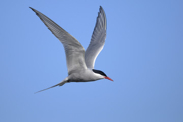 Wall Mural - arctic tern portrait