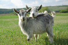 Two Young Goats On A Green Meadow