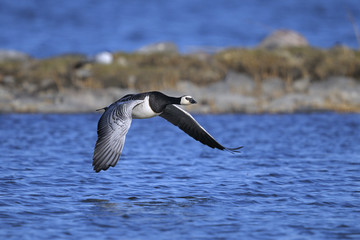 Wall Mural - barnacle goose portrait