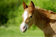 © GIS - Foal portrait