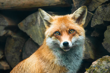 Wall Mural - red fox