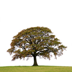 Wall Mural - Oak Tree In Autumn