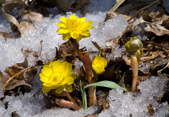 Sticker - Flowers among Snow 15