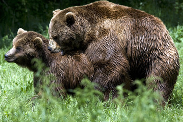brown bear / ursus arctos