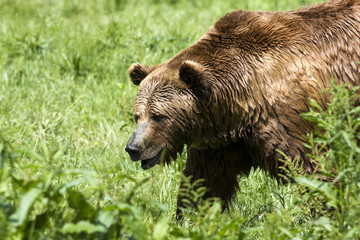 brown bear / ursus arctos