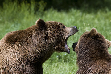 brown bear / ursus arctos
