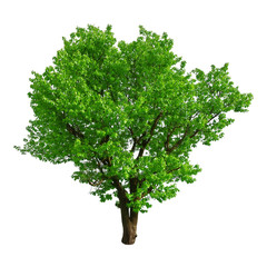 Fototapete - tree