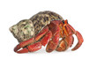 hermit crab - Coenobita perlatus