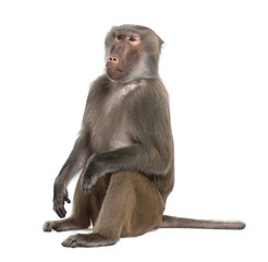 baboon - simia hamadryas