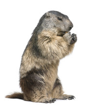 Alpine Marmot - Marmota Marmota (4 Years Old)
