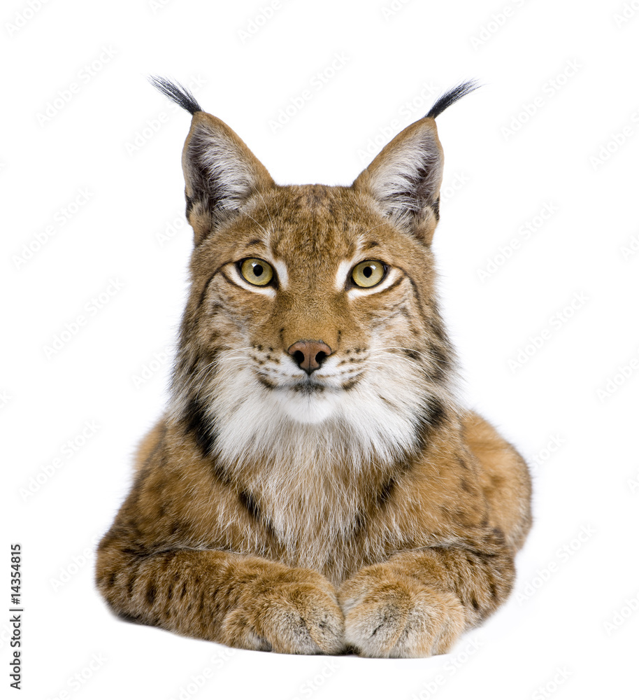 Eurasian Lynx - Lynx lynx (5 years old) - obrazy, fototapety, plakaty 