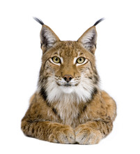 Eurasian Lynx - Lynx Lynx (5 Years Old)