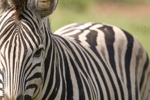 Obraz na płótnie canvas Zbliżenie zebra z ciałem