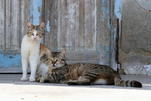 2 Cats Front Of A Blue Door On A Greek Island