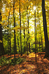 Wall Mural - fall forest