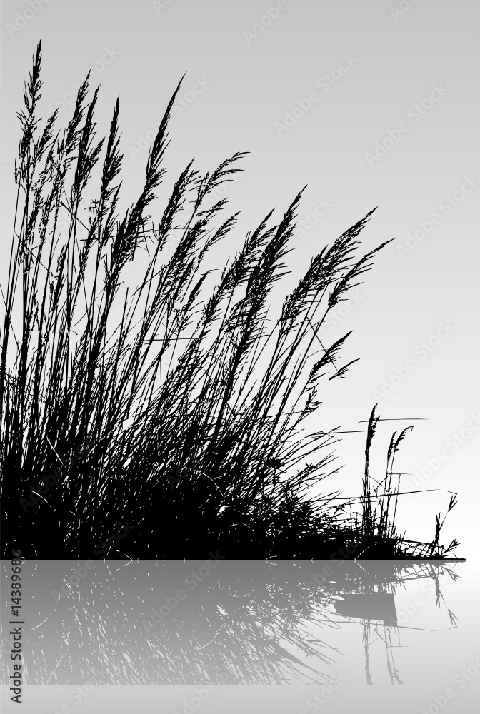 reeds in the water - obrazy, fototapety, plakaty 