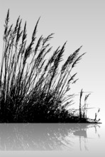 Reeds In The Water