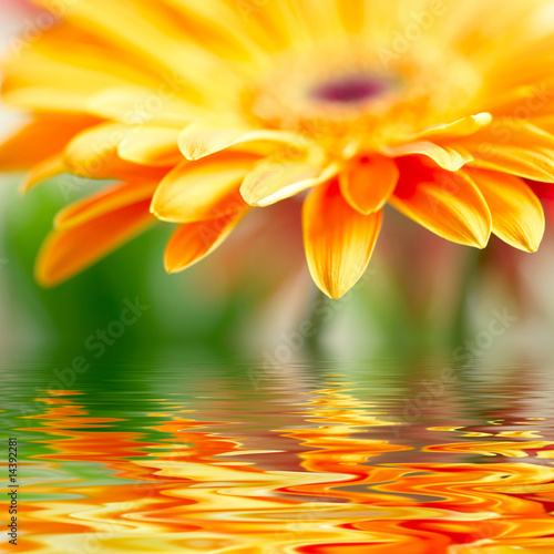 Obraz w ramie Closeup photo of yellow daisy-gerbera