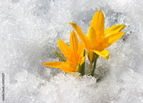 Foto-PVC Boden - Spring is coming - yellow crocuses in snow (von Kotangens)