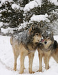 Alpha male and femalwe grey wolves