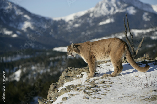 Mountain Lion on Cliff Stock Photo | Adobe Stock