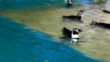 Humboldt Penguin Swimming In A Pool