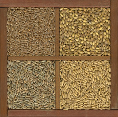 Canvas Print - wheat, barley, oat and rye grain