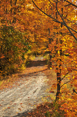 Wall Mural - fall forest