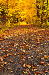 Wall Mural - autumn path