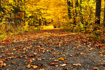 Wall Mural - autumn path