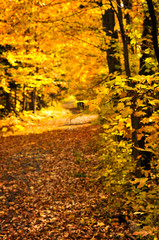 Wall Mural - autumn path
