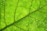 Fototapeta  - leaf texture