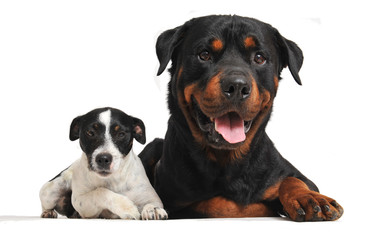 Wall Mural - rottweiler et jack russel terrier