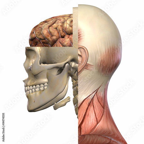 Fototapeta na wymiar Weiblich Anatomischer Körper