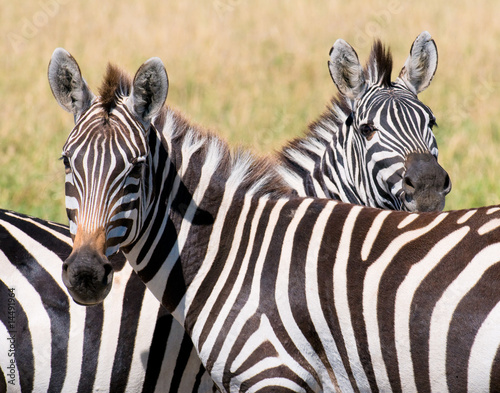 Plakat na papierze fotorealistycznym Dwie zebry, masai mara, kenia