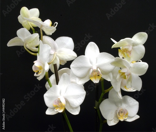 Tapeta ścienna Białe orchidee